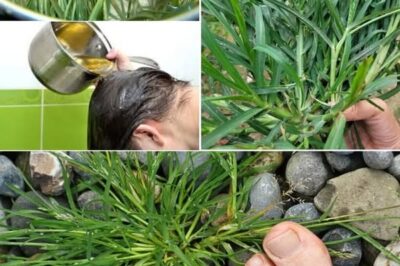 Crabgrass: The Unexpected Backyard Plant with Remarkable Health Benefits