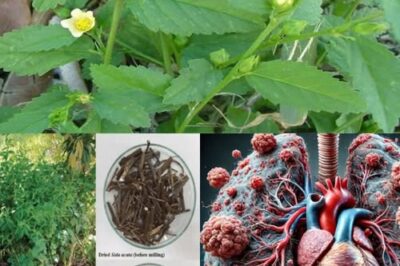 10 Remarkable Health Benefits of Pigweed Greens You Need to Know