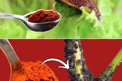 No more aphids or scale insects on your plants – how to eliminate them in a simple and natural way