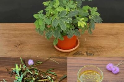 The Healing Power of Mimosa Pudica: 10 Incredible Health Benefits of the Sensitive Plant /d