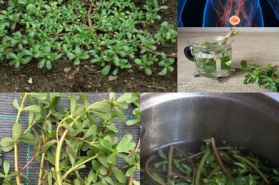 Purslane: Underestimated Superfood with Maximum Health Benefits