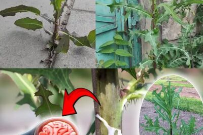 The Power of Wild Lettuce Sap: How to Collect, Use, and Benefit from It /d