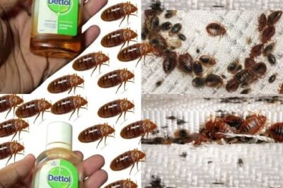 Como se livrar dos percevejos em 2 minutos