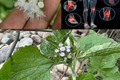 7 Benefits and Uses of Ageratum conyzoides /đh