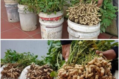 How to Grow Peanuts from Store-Bought Nuts: The Ultimate Gardening Hack /d