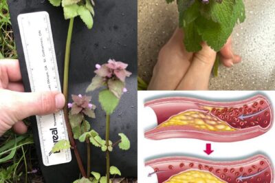 🌿 Purple Deadnettle (Lamium purpureum): The Hidden Gem Growing in Your Backyard