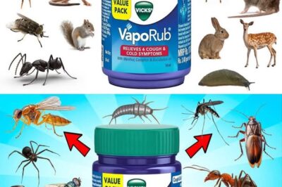 Repel Pests Naturally Using Mentholated Ointment: A Powerful Household Trick
