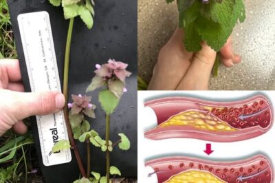Purple Deadnettle (Lamium purpureum): A Hidden Gem of Medicinal and Practical Uses