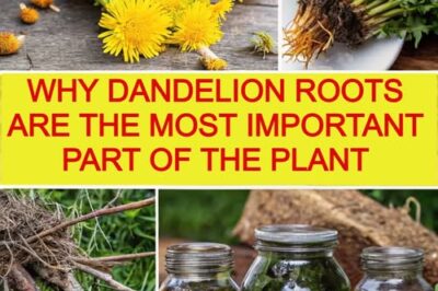 Unearthing the Treasure: Why Dandelion Roots are the Most Important Part of the Plant /d