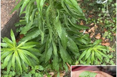 Horseweed (Erigeron canadensis): 20 Amazing Benefits and How to Use It