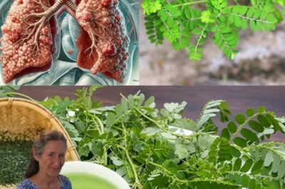 13 Health Benefits of Phyllanthus Niruri (Stonebreaker) /d