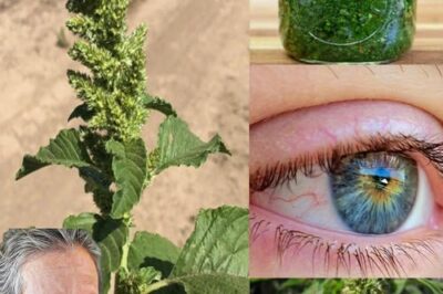 The Incredible Health Benefits of Pigweed: A Nutrient-Rich Superfood You Need to Try /d
