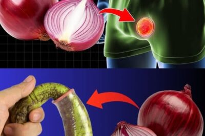 Exploring Natural Remedies for Erectile Dysfunction: The Role of Onions /d