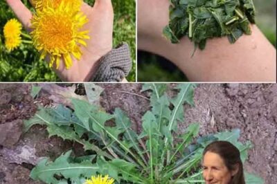 Dandelion: The Natural Detoxifier for Liver Health, Digestion, and Overall Wellness /d