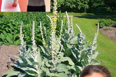 Mullein: Unlocking the Healing Power of Its Leaves, Flowers, and Roots