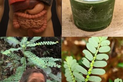 The Healing Power of Mimosa Pudica: 10 Incredible Health Benefits of the Sensitive Plant