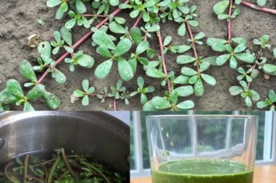 Purslane: The Superfood That Tastes Better Than Meat – 7 Reasons to Grow It in Your Garden /d