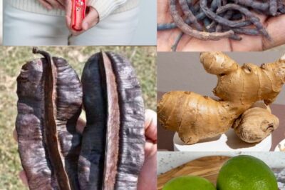 Gbogbo Nise: The Ultimate Natural Health Remedy for Cleansing and Immunity Boost /đh