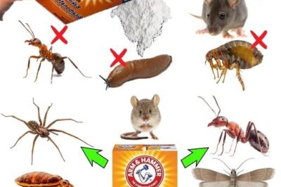 The Power of Baking Soda: A Natural and Effective Pest Control Solution /d
