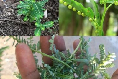 Stone Breaker (Phyllanthus niruri): A Miracle Herb with 25 Benefits and Practical Ways to Use It /d