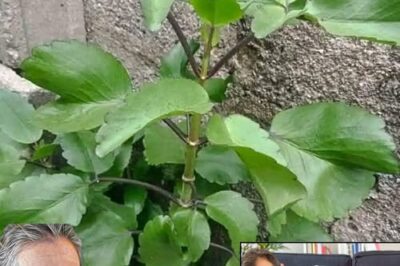The Miracle Leaf of Life: 7 Incredible Health Benefits You Need to Know /d