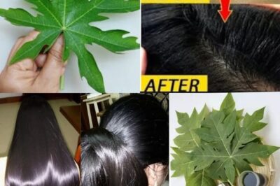 Turn White Hair to Black Hair Naturally and Grow Long Hair with Papaya Leaves Overnight /đh