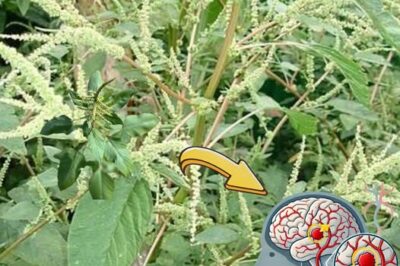 Bledo Blanco: The Overlooked Superfood and Brain Booster /d