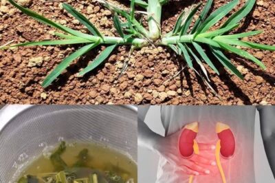 Goosegrass: A Powerful Herb for Health and Wellness