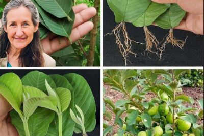 Guava Leaves: The Hidden Natural Remedy for Glowing Skin, Luscious Hair, and Lasting Health /đh