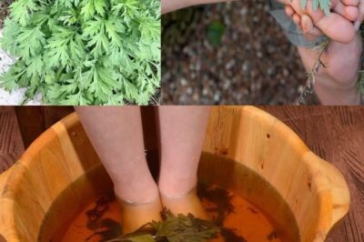 The Surprising Benefits of Using Mugwort for Foot Soaks and Applications