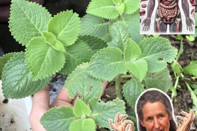 If You See This Leaf in Your Garden, Use It Immediately – It Can Help Solve 15 Common Health Problems /d