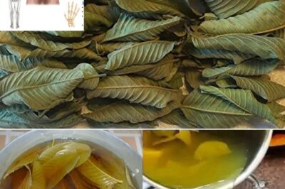 25 Incredible Benefits of Guava Leaves