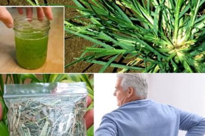 10+ Surprising Health Benefits of Crabgrass and How to Use It Effectively /d