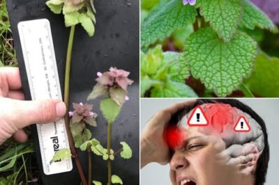 Purple Deadnettle (Lamium purpureum): A Hidden Gem of Medicinal and Practical Uses /d