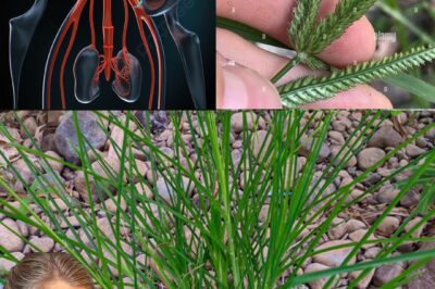 Unlock the Healing Power of Goose Grass: A Natural Remedy for Over 10 Common Ailments /đh