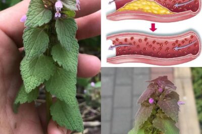 Purple Dead Nettle (Lamium purpureum): A Wild Ally for Circulation and Heart Health /đh