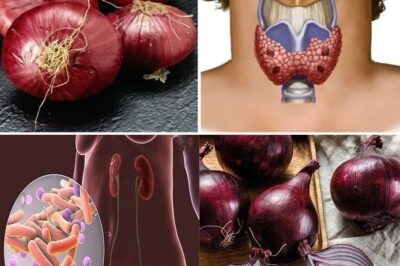 The Surprising Health Benefits of Onions: More Than Just a Kitchen Staple /đh