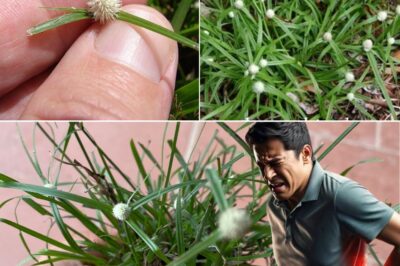 Kyllinga brevifolia: A Natural Remedy for Health and Wellness /đh
