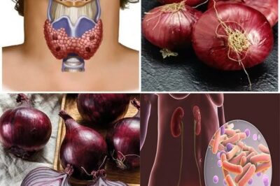 The Incredible Health Benefits of Onions (Allium cepa) for Your Bladder and Prostate