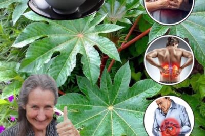 10 Surprising Ways Castor Leaves Can Support Your Natural Wellness Routine /d