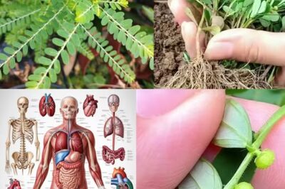 Stone Breaker (Phyllanthus niruri): A Miracle Herb with 25 Benefits and Practical Ways to Use It