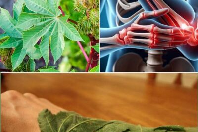 10 Powerful Benefits of Castor Leaves You Probably Didn’t Know Abo