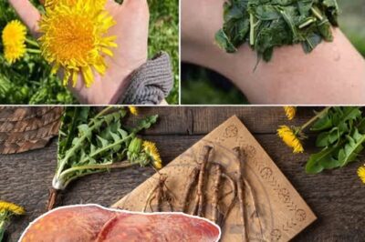 Dandelion: The Natural Detoxifier for Liver Health, Digestion, and Overall Wellness