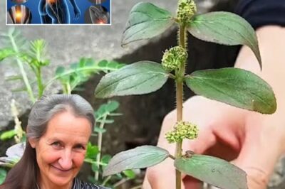 Big-Leafed Euphorbia: The Healing Herb That Treats Over 20 Ailments Naturally 🌿 /d