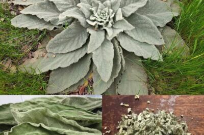 The Remarkable Benefits and Uses of Mullein Leaves