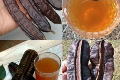 Carob: The Forgotten Superfruit Making a Healthy Comeback in 2025 /d