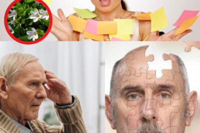 Discover the Secret Herb That’s Been Used for Centuries to Supercharge Your Memory and Focus – You Won’t Believe How It Works! (NH)