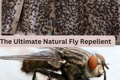 Lemongrass (Cymbopogon citratus): The Ultimate Natural Fly Repellent (NH)