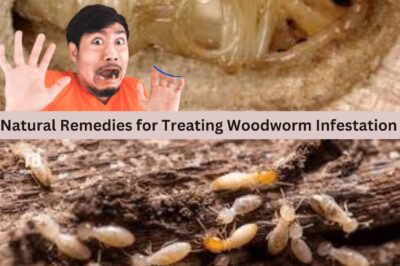 The Ultimate Guide to Getting Rid of Woodworms Naturally: Safe and Effective Remedies That Will Save Your Wooden Surfaces! (NH)