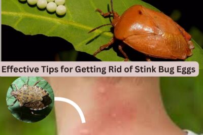 The Ultimate Guide to Eliminating Stink Bug Eggs: Proven Tips and Natural Remedies to Keep Your Home Pest-Free (NH)